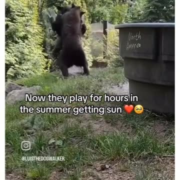 The Bear is Waving For Help - WATCH WHAT HAPPENS.