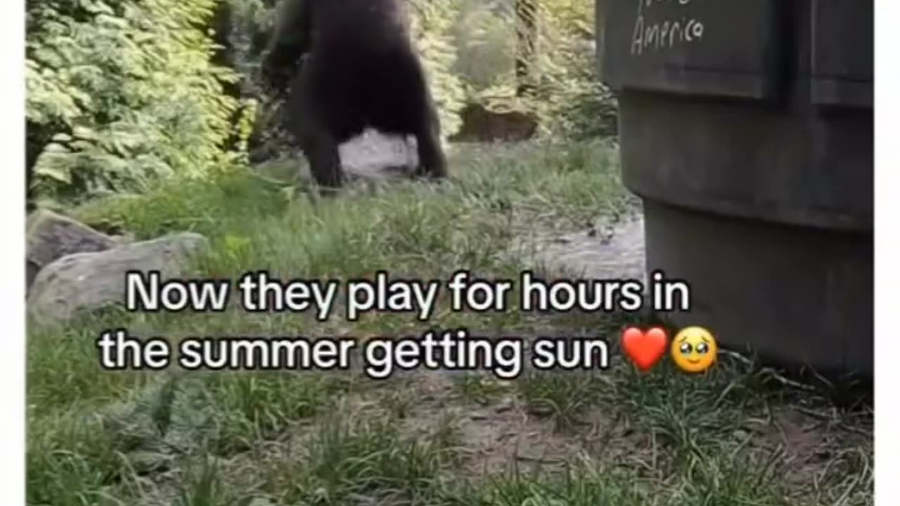The Bear is Waving For Help - WATCH WHAT HAPPENS.