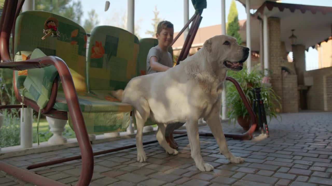 Boy taking free time with her dog. Child relaxing in the nature with her big dog