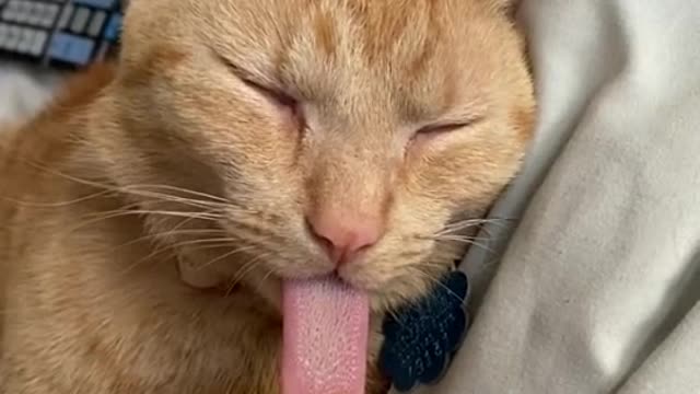 my cat eats chingum beautiful my cat orange color funny video