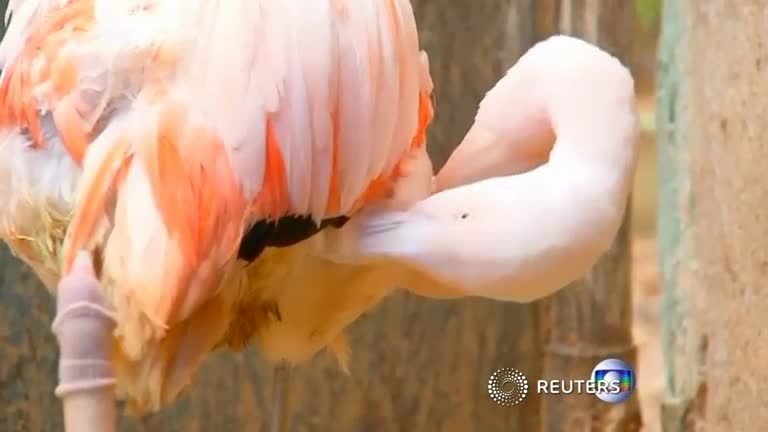 A flamingo at a Brazilian zoo is given a prosthetic leg