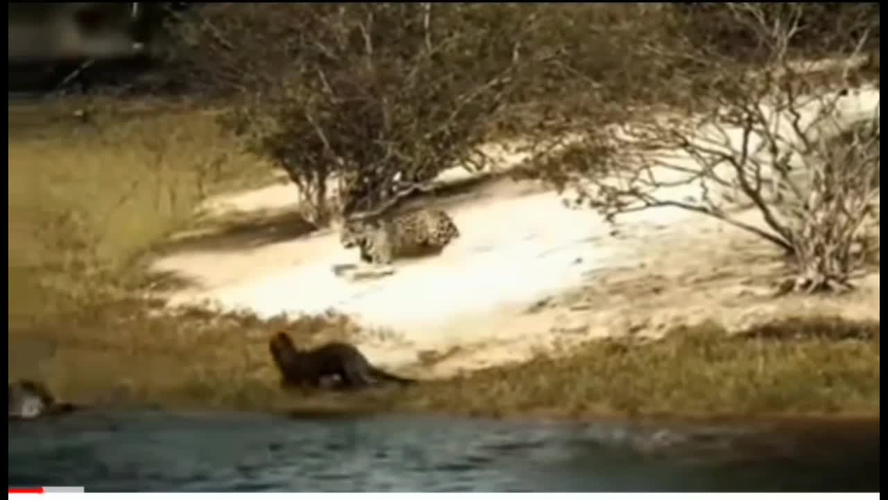 The brave otter rushes to attack the frenzied leopard to protect.