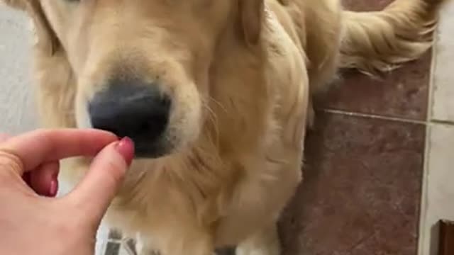 8.Golden Retriever does not Pass the INVISIBLE Dog Food Challenge