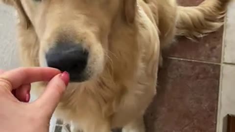 8.Golden Retriever does not Pass the INVISIBLE Dog Food Challenge