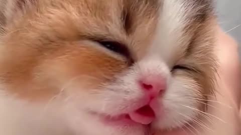 Cute cat is sleeping