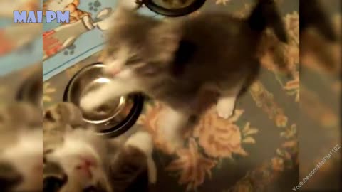 Best Of Cute Kittens Meowing Compilation