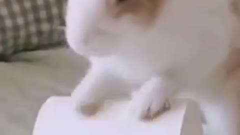 NAUGHTY RABBIT