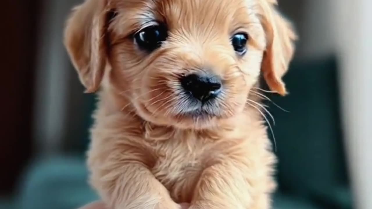 tea cup Adorable Puppy Dancing to the Beat | Cutest Puppy Dance Moves!