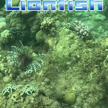 Snorkeling Adventures Philippines, Lion Fish from a recent snorkeling trip