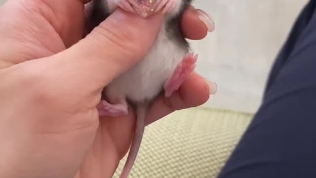 The pet rat is very good