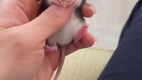 The pet rat is very good