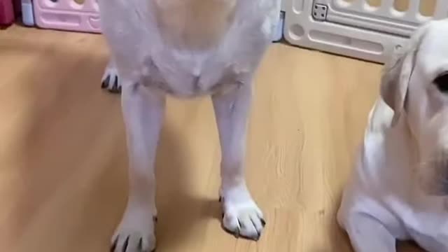 funny dog video amazing reaction for their stimulus