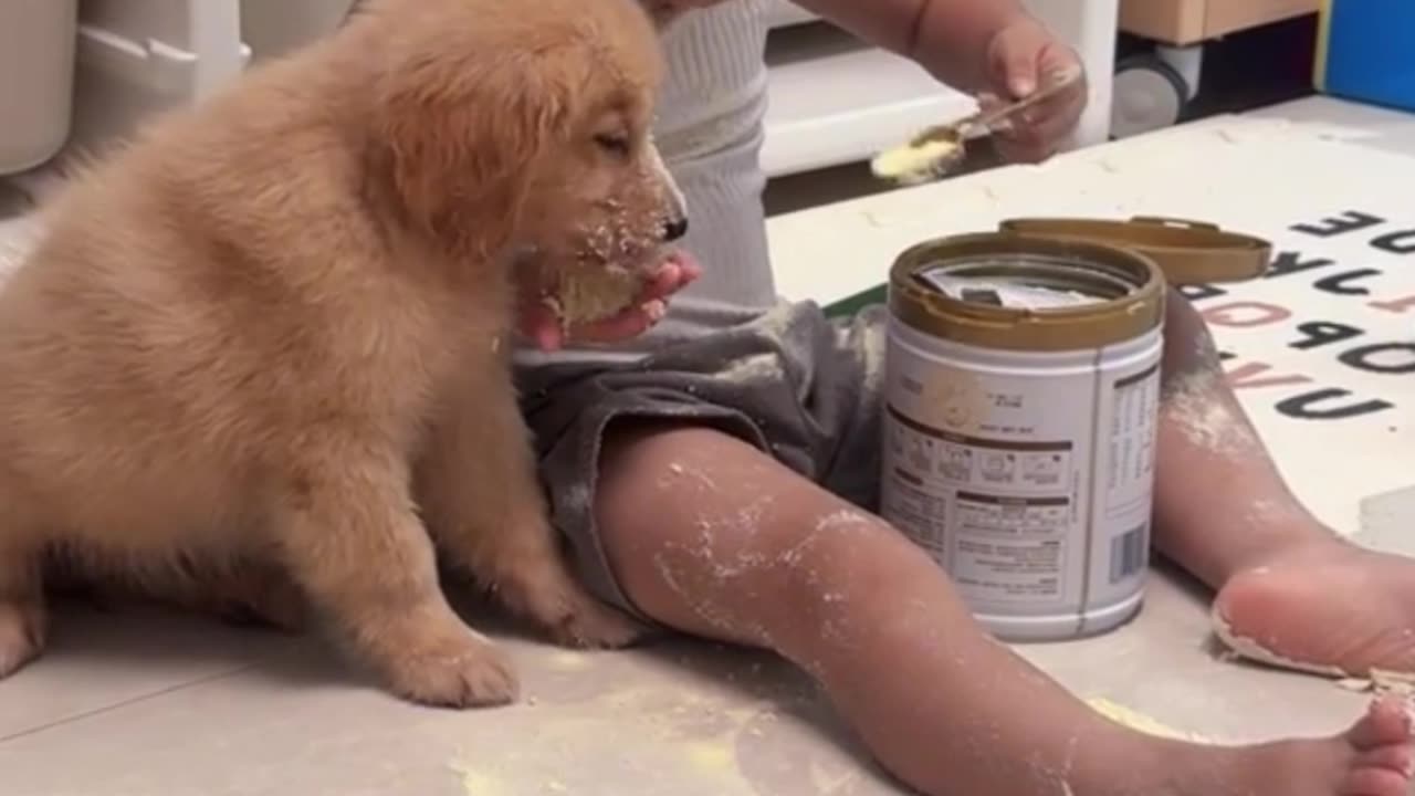 Baby Shares Milk with the Dog First – Too Cute to Handle