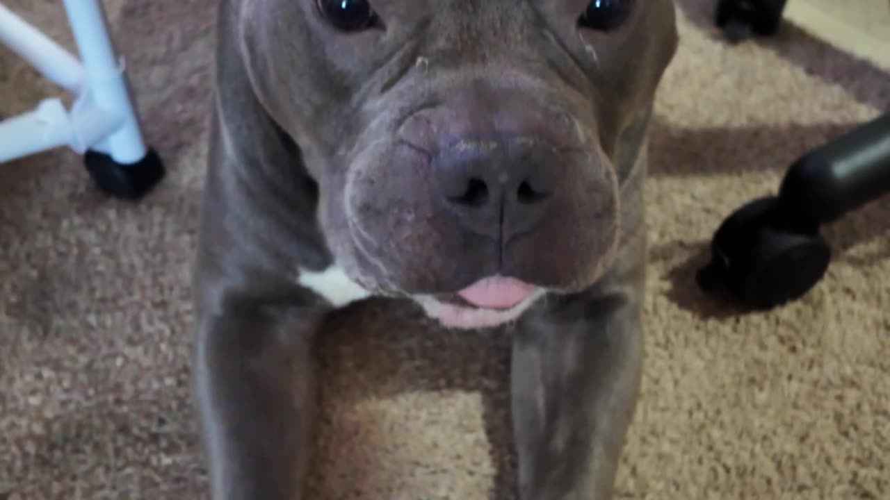 Dog has a not guilty face for chewing on headphones