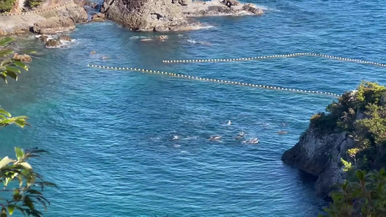 Thsi is Japan: Over 100 Bottlenose Dolphins were driven into the killing Cove