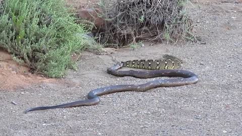 Snake bite (Cobra vs Puff adder)