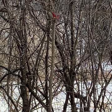 Couple of red cardinals