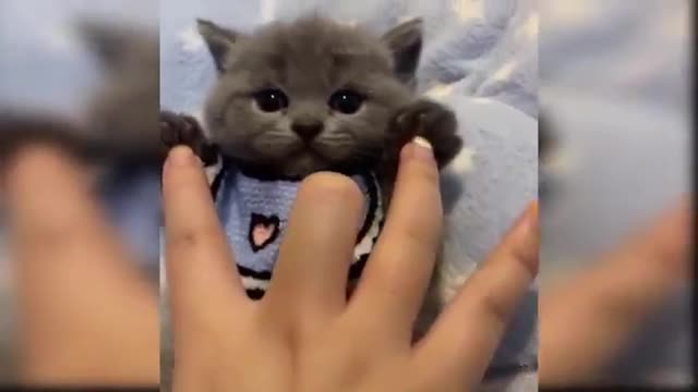 Baby Cats - Cute and Funny Cat Videos Compilation | Aww Animals