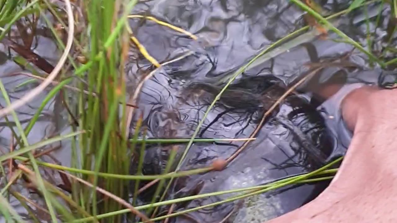 Catching big turtle big