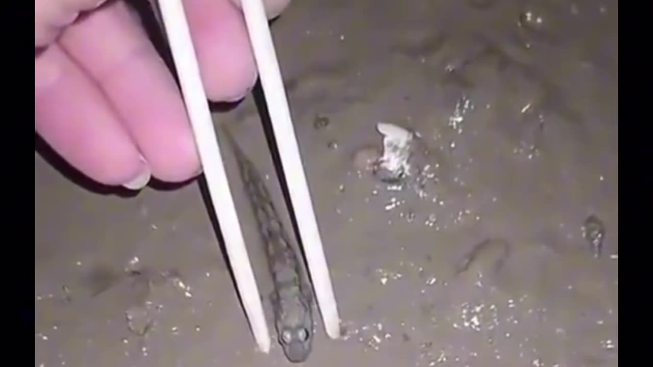 The #impressive reaction time of a mudskipper #wow