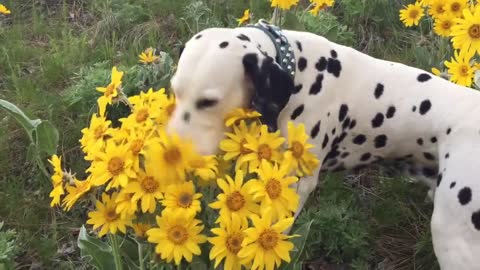 Dálmata se detiene a oler flores