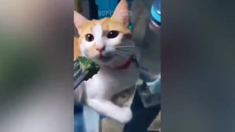 Funny cat