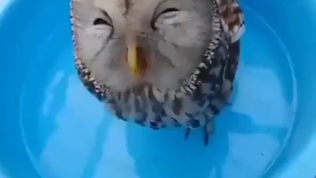 Owl quietly drinking water