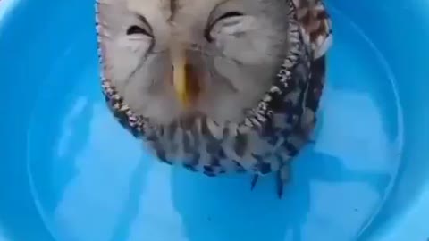 Owl quietly drinking water