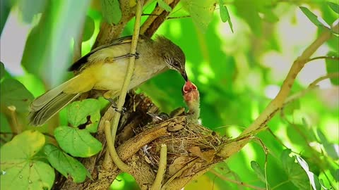 Mother bird brings back breakfast to child