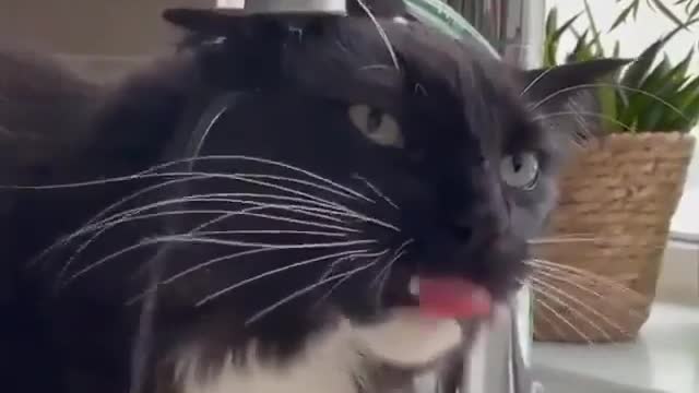 Cat drinks water meme