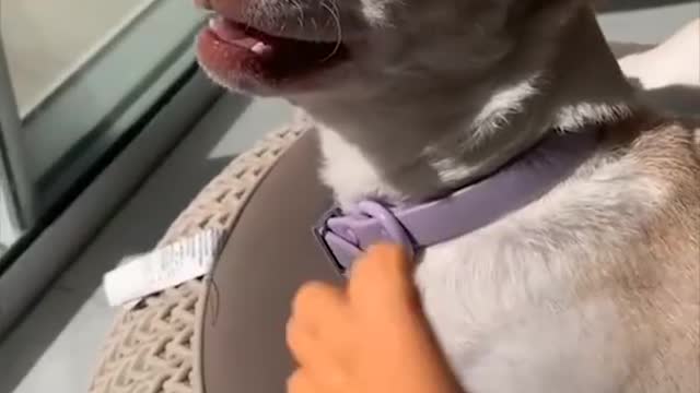 🔥 The most Angry Chihuahua in the world