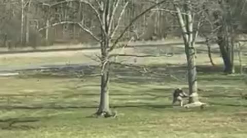 Guy Cutting Down A Tree…on himself