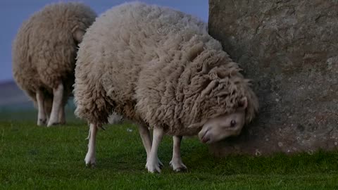 Sheep Scratching On Rocks