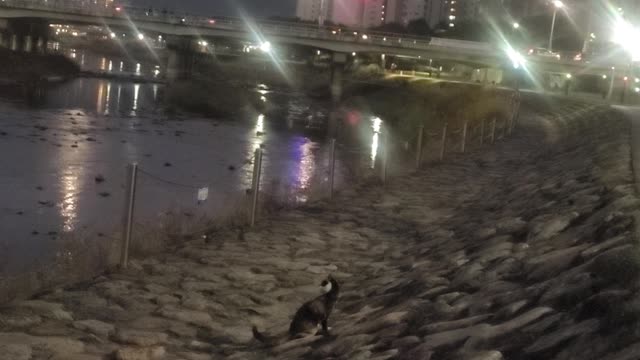 Homeless stray cat by the river