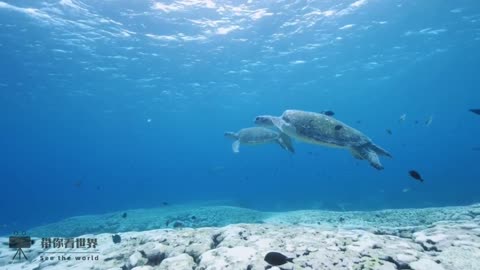 Underwater world, that is their home, to protect them is to protect ourselves