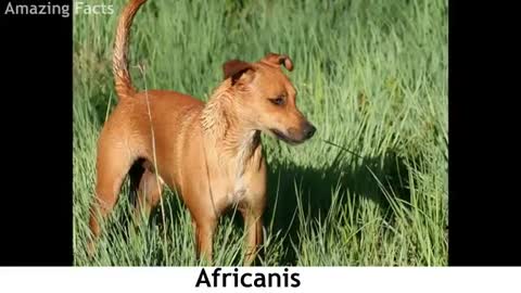 Top 10 African Dog Breeds_Cut.mp4