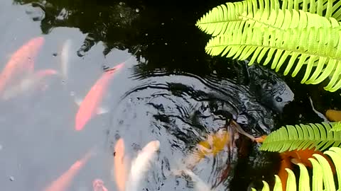 Fish pond