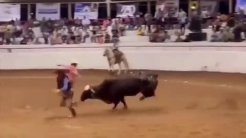 Horse vs Bull