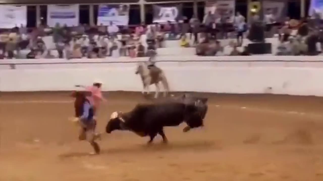 Horse vs Bull