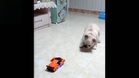 Scaring cute funny dog