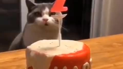 Funnies animals part 2