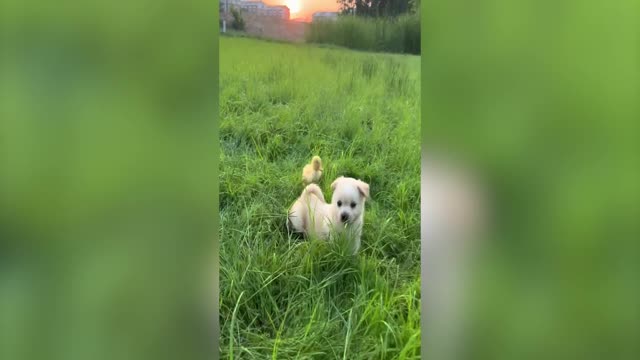 The duckling almost fell down,the dog's actions are so heartwarming. #cute pet #dog #cute #sensible