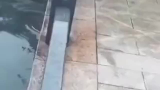 😂 Funny Dog Fails 🐶 Try Not To Laugh!!! 🥰 Funniest Dog Fail Compilation ❤️