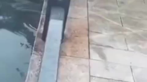 😂 Funny Dog Fails 🐶 Try Not To Laugh!!! 🥰 Funniest Dog Fail Compilation ❤️