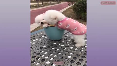 Funny and Cute Dog Pomeranian 😍🐶| Funny Puppy Videos #33