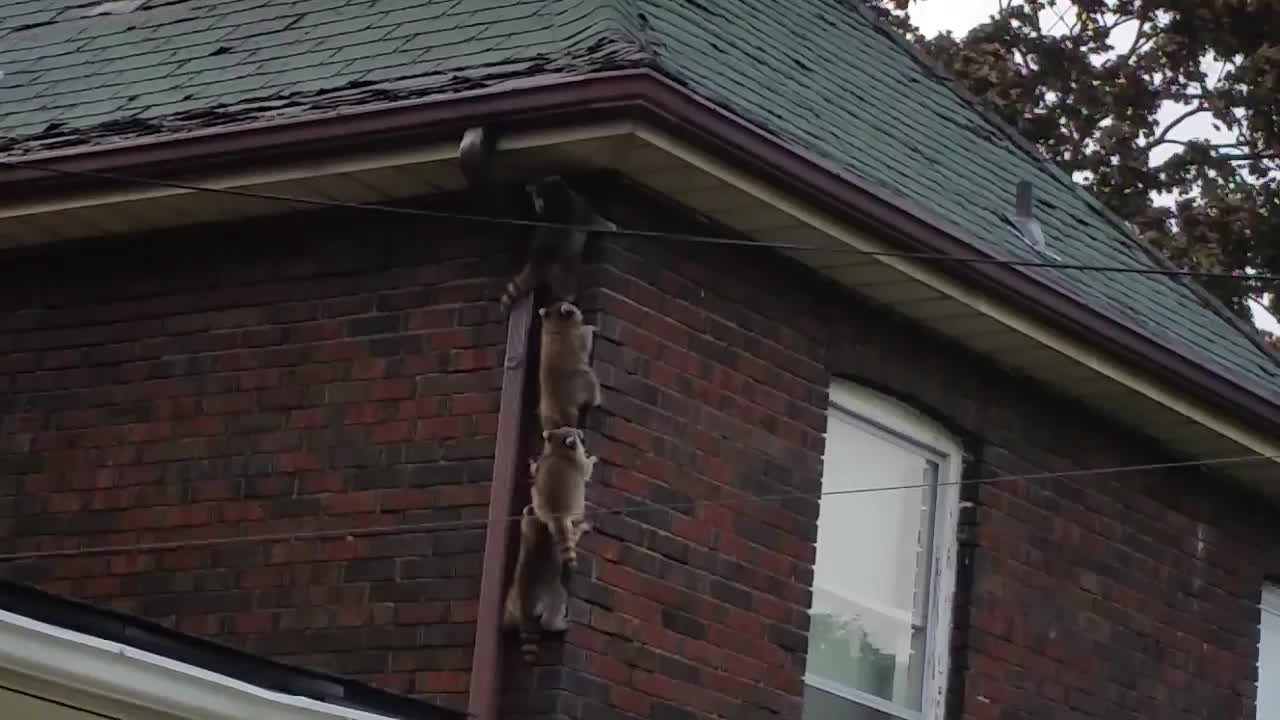 Mama racoon working hard during the home moving