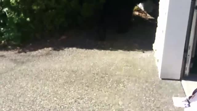 Bear Charges Man in Garage - Alternate Angle