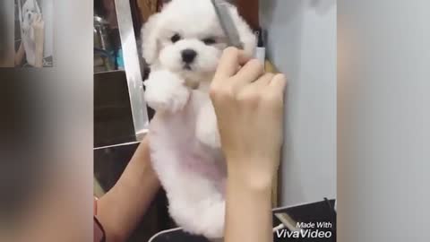 Dog in haircut