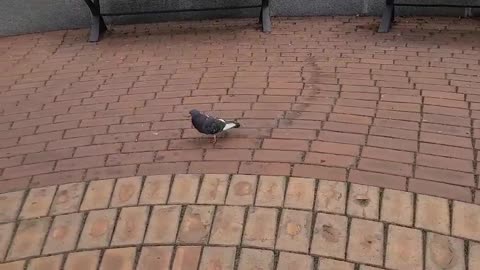 A pigeon