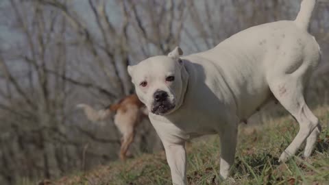 FURIOUS DOG ATTEMPTING TO BITE ANOTHER DOG